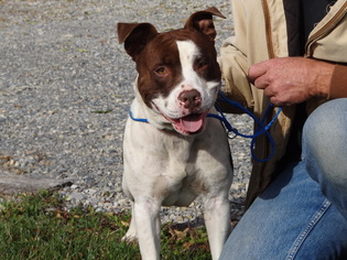 American Pit Bull Terrier-Unknown Mix Dogs for adoption in Dublin, VA, USA