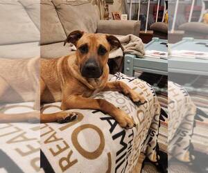 Mutt Dogs for adoption in Palatine/Kildeer/Buffalo grove, IL, USA