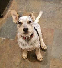 Australian Cattle Dog Dogs for adoption in Carson City, NV, USA