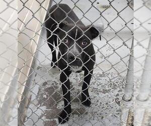 American Pit Bull Terrier-Unknown Mix Dogs for adoption in Anchorage, AK, USA