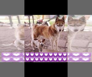 Siberian Husky Dogs for adoption in Pleasanton, TX, USA