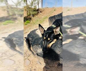 German Shepherd Dog Dogs for adoption in Globe, AZ, USA