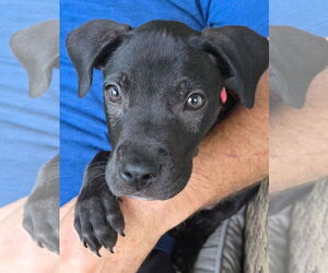 Chihuahua-Unknown Mix Dogs for adoption in Ball Ground, GA, USA