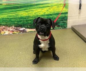 French Bulldog-Unknown Mix Dogs for adoption in Moreno Valley, CA, USA