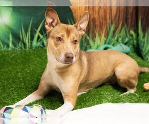 American Pit Bull Terrier-Unknown Mix Dogs for adoption in Placerville, CA, USA