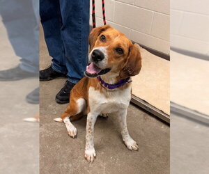 Collie-Unknown Mix Dogs for adoption in Waterford, VA, USA