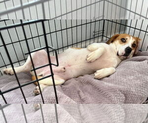 Beagle-Unknown Mix Dogs for adoption in Dunnellon, FL, USA