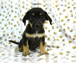 Chihuahua Dogs for adoption in Morton Grove, IL, USA