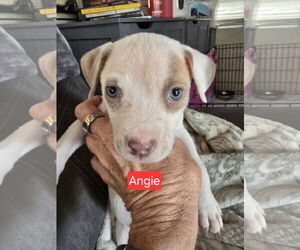 American Pit Bull Terrier-American Staffordshire Terrier Mix Dogs for adoption in Williamsburg, NM, USA