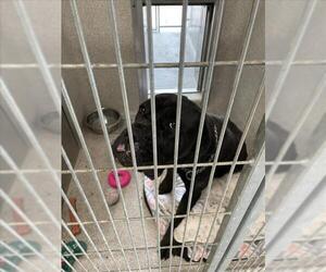 Mastiff-Unknown Mix Dogs for adoption in Tracy, CA, USA