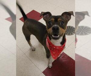 Pug Dogs for adoption in Waynesboro, PA, USA