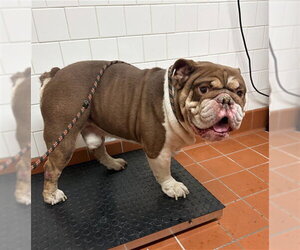 Bulldog Dogs for adoption in Camarillo, CA, USA