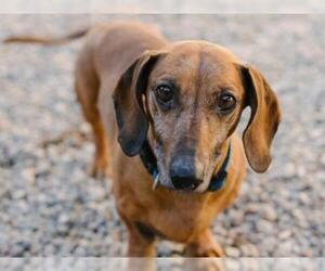 Dachshund Dogs for adoption in Fort Wayne, IN, USA