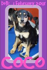 Medium Photo #1 English Foxhound-German Shepherd Dog Mix Puppy For Sale in Sebec, ME, USA