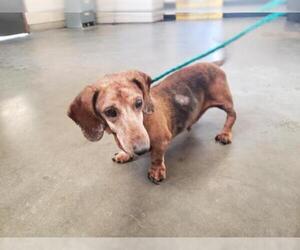 Dachshund Dogs for adoption in Camarillo, CA, USA