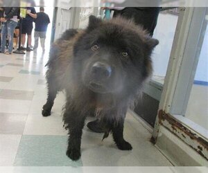 Chow Chow Dogs for adoption in Oklahoma City, OK, USA