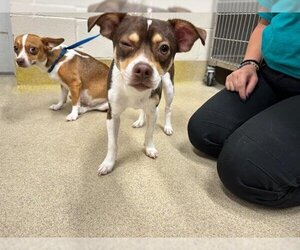 Chihuahua-Unknown Mix Dogs for adoption in Grand Prairie, TX, USA