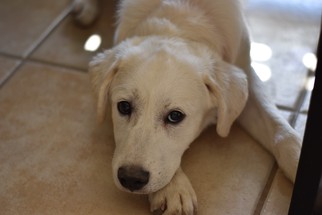 Golden Pyrenees Dogs for adoption in Frisco, TX, USA