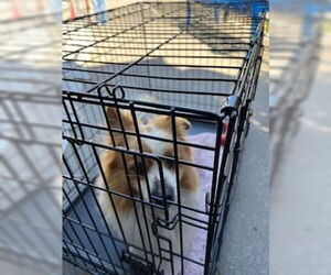 Pomeranian-Unknown Mix Dogs for adoption in Stockton, CA, USA
