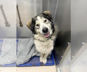 Alaskan Malamute-Unknown Mix Dogs for adoption in Fairbanks, AK, USA