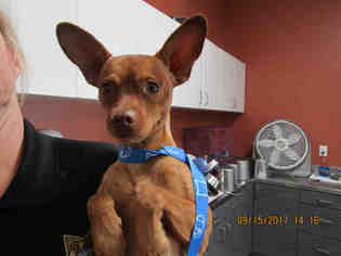 Miniature Pinscher Dogs for adoption in Lathrop, CA, USA