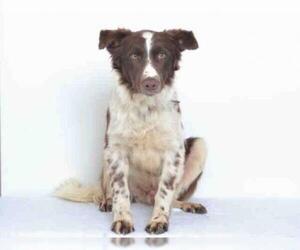 Border Collie Dogs for adoption in Oroville, CA, USA
