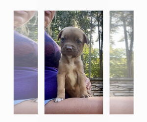 Mutt Dogs for adoption in Mooresville, NC, USA