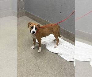 American Pit Bull Terrier-Unknown Mix Dogs for adoption in Las Vegas, NV, USA