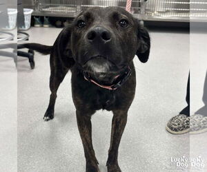 Labrador Retriever-Unknown Mix Dogs for adoption in Washington, DC, USA