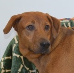 Labrador Retriever-Unknown Mix Dogs for adoption in Harpswell, ME, USA