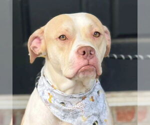American Pit Bull Terrier-Unknown Mix Dogs for adoption in Jefferson, WI, USA