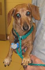 Dachshund Dogs for adoption in Johnson City, TN, USA