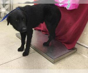 Labrador Retriever-Unknown Mix Dogs for adoption in Riverside, CA, USA