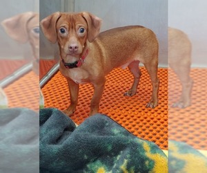 Chiweenie Dogs for adoption in Bemidji, MN, USA