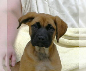 Mastiff-Unknown Mix Dogs for adoption in Pittsburgh, PA, USA