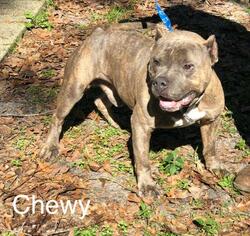 Medium Photo #1 American Staffordshire Terrier Puppy For Sale in Tallahassee, FL, USA