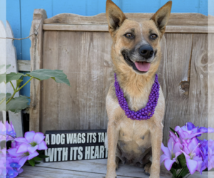 Mutt Dogs for adoption in Fresno, CA, USA