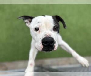 American Staffordshire Terrier-Unknown Mix Dogs for adoption in Grand Prairie, TX, USA