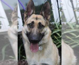 German Shepherd Dog Dogs for adoption in South Amana, IA, USA