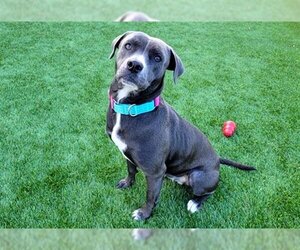 Staffordshire Bull Terrier-Unknown Mix Dogs for adoption in Santa Clara, CA, USA