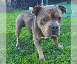 American Pit Bull Terrier Dogs for adoption in Long Beach, CA, USA