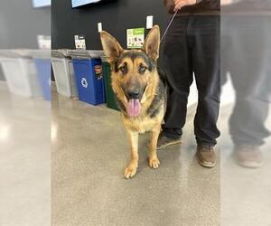 German Shepherd Dog Dogs for adoption in San Martin, CA, USA