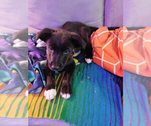 Spaniel-Unknown Mix Dogs for adoption in Plymouth, MN, USA