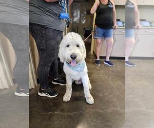 Goldendoodle Dogs for adoption in Rockwall, TX, USA