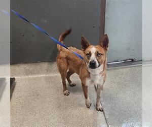 Huskies -Unknown Mix Dogs for adoption in Tallahassee, FL, USA