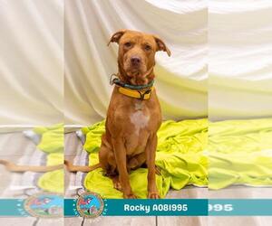 Labrador Retriever-Unknown Mix Dogs for adoption in Mobile, AL, USA