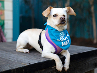 Medium Photo #1 Mutt Puppy For Sale in Pacific Grove, CA, USA