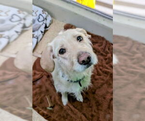 Labrador Retriever-Unknown Mix Dogs for adoption in Aurora, IN, USA
