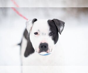 American Pit Bull Terrier Dogs for adoption in Flora, IL, USA