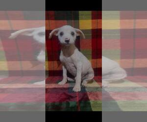 Mutt Dogs for adoption in The Woodlands, TX, USA